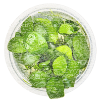 Anubias barteri nana 1-2-Grow!