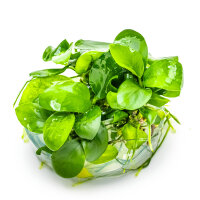 Anubias barteri nana 1-2-Grow!
