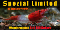 Red Rili Sakura Garnele - Spezial Limited Edition, 25 Stück