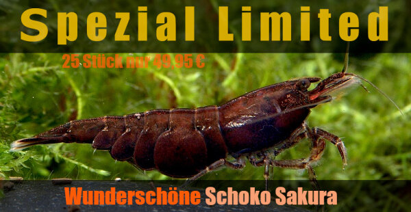 Schoko Sakura Garnele  - Spezial Limited Edition, 25 Stück