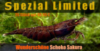 Schoko Sakura Garnele  - Spezial Limited Edition, 25 Stück