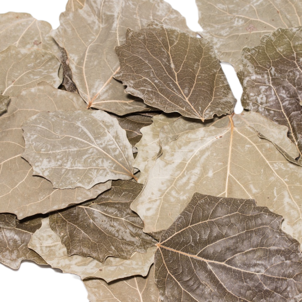 Nano Pappel Laubblätter (grün getrocknet), 20 Blätter