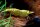Crested Cream Garnele