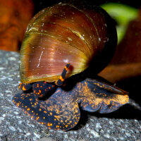 Blue Berry Schnecke - Notopala sp. "Blue Berry"