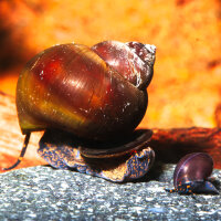 Blue Berry Schnecke - Notopala sp. "Blue Berry"