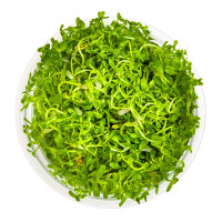 Rotala rotundifolia Hra 1-2-Grow!