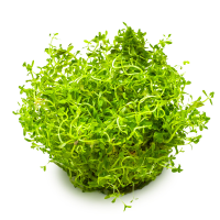 Rotala rotundifolia Hra 1-2-Grow!