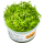 Rotala rotundifolia Hra 1-2-Grow!