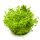 Rotala rotundifolia Hra 1-2-Grow!