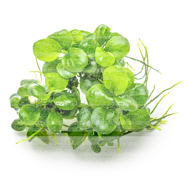 Produktbild von Bonsai-Zwergspeerblatt - Anubias 'Petite' - Tropica Topf | Vordergrundpflanzen | Aquarium Pflanzen