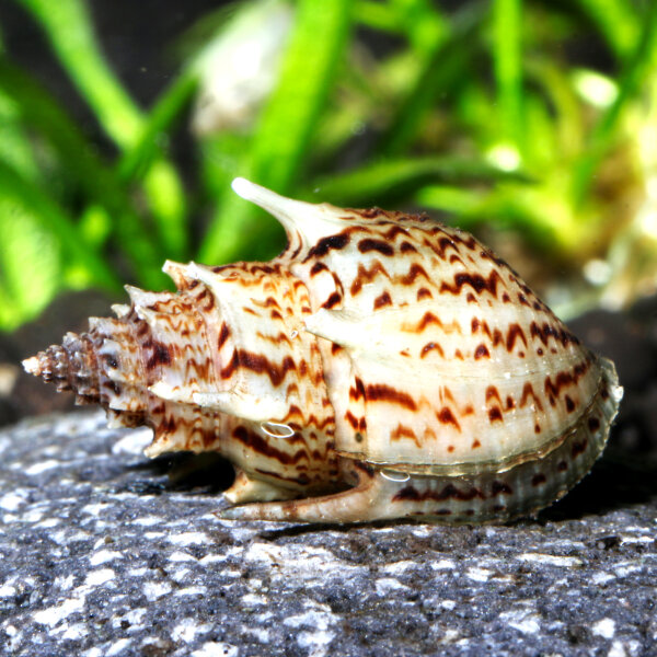 Ankylosaurus Turmdeckelschnecke (Import) | Der bestachelte Bodengrund-Reiniger