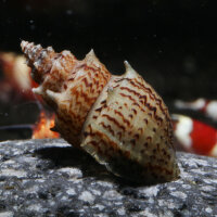 Ankylosaurus Turmdeckelschnecke (Import) | Der bestachelte Bodengrund-Reiniger