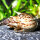 Ankylosaurus Turmdeckelschnecke (Import) | Der bestachelte Bodengrund-Reiniger