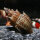Ankylosaurus Turmdeckelschnecke (Import) | Der bestachelte Bodengrund-Reiniger