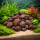 Crater Pebbles braun 20–30 mm | 2 kg Netz Hardscape-Steine für Aquascaping