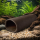 Hobby Catfish Cave braun Größe S | 10 cm Tonhöhle für Zwerggarnelen & Jungwelse (2,7 x 3,5 x 10 cm)