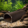 Hobby Catfish Cave braun Größe M | 12 cm Bruthöhle aus Ton für mittlere L-Welse (4 x 5 x 12 cm)