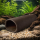 Hobby Catfish Cave braun Größe L | 16 cm massive Bruthöhle aus Ton für große L-Welse (5,7 x 9,5 x 16cm)