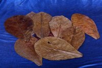 10 XL Seemandelbaumblätter (catappa leaves)