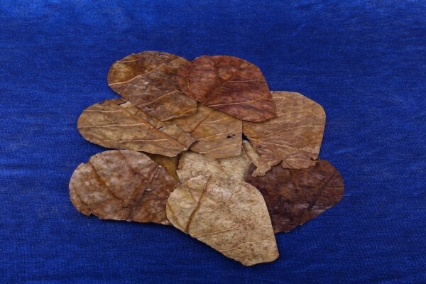 10 Nano Seemandelbaumblätter, geschnitten (catappa leaves)