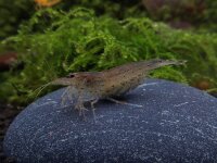 Amano Garnele XL  - Caridina multidentata (japonica)