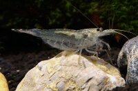 Amano Garnele XL  - Caridina multidentata (japonica)