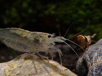 Amano Garnele XL  - Caridina multidentata (japonica)