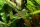 Amano Garnele - Caridina multidentata (japonica)