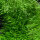 Utricularia graminifolia 1-2-GROW!