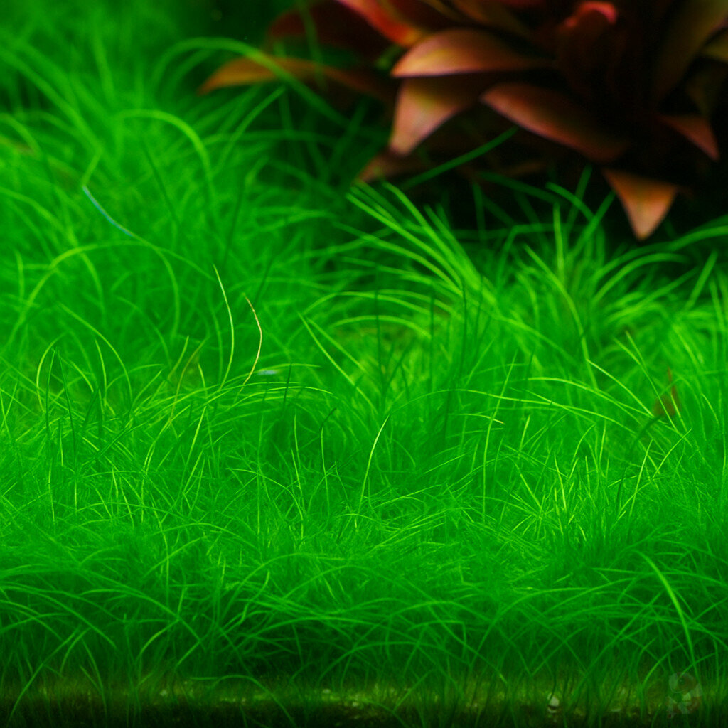 Eleocharis pusilla Mini 1-2-Grow als Vordergrundpflanze