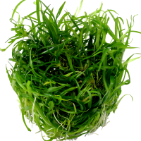 Helanthium tenellus Green 1-2-GROW!