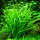 Helanthium tenellus Green 1-2-GROW!