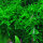 Vesicularia ferriei Weeping Moss" 1-2-GROW!