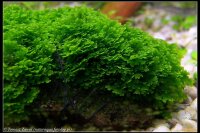 Korallenmoos - Riccardia chamedryfolia