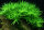 Heteranthera zosterifolia 1-2-GROW!