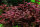 Ludwigia palustris "Super Red" im Topf