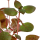 Ludwigia palustris "Super Red" im Topf