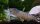 Gabun-Riesenfächergarnele - Atya gabonensis