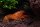 Oranger Zwergflusskrebs - CPO (DNZ) - Ein Paar ( Männchen & Weibchen)