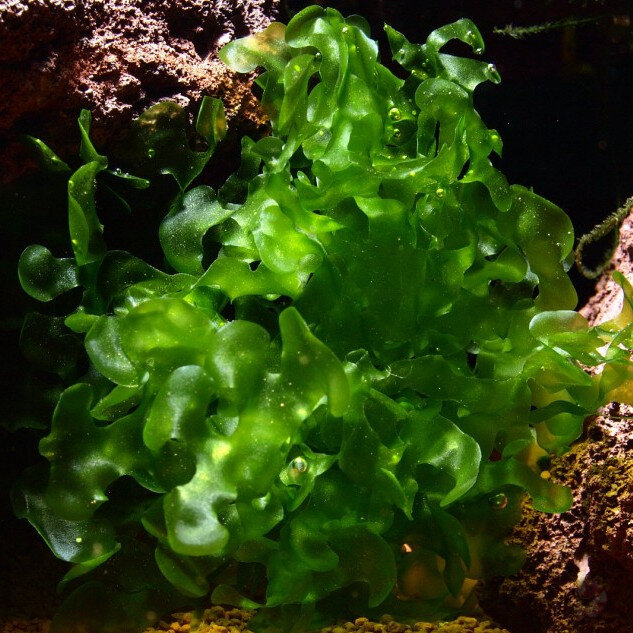 Süsswassertang - Lomariopsis lineata, 80ml