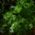 Süsswassertang - Lomariopsis lineata, 80ml
