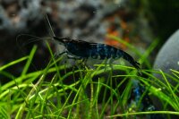 Blue Rili Garnele (DNZ)