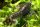 Cambarellus sp Alabama Zwergflußkrebs (DNZ) Männchen