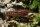 Cambarellus sp Alabama Zwergflußkrebs (DNZ) Männchen
