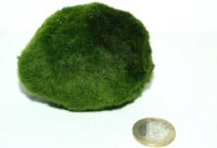 Mooskugel groß Ø ca. 8 cm