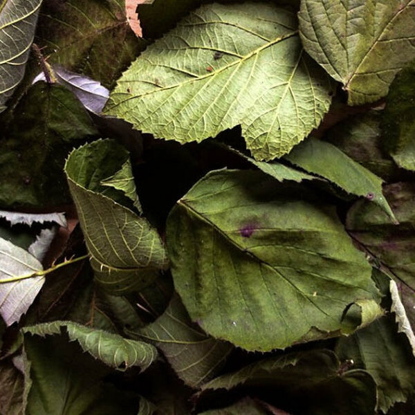 Brombeer Laubblätter (grün getrocknet), 30 Blätter