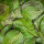 Birnen Laubblätter (grün getrocknet), 40 Blätter