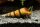 Riesen Turmdeckelschnecke - Brotia herculea