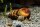 Riesen Turmdeckelschnecke - Brotia herculea