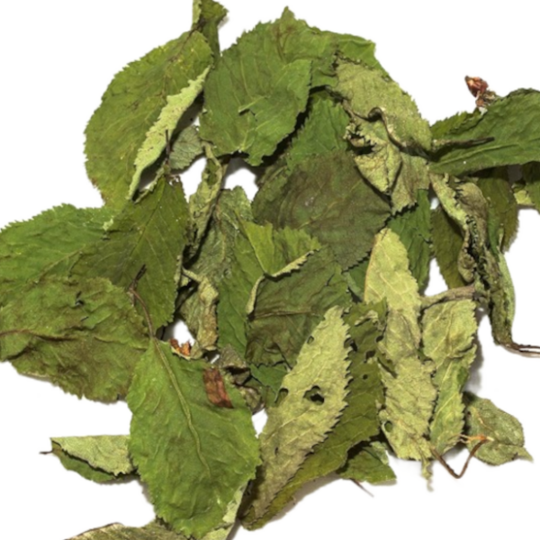 Nano Wildkirsch Laubblätter (grün, getrocknet), 20 Blätter